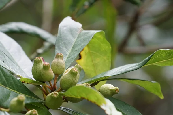 Gros Plan Plantes Sauvages Poussant Extérieur Jour — Photo