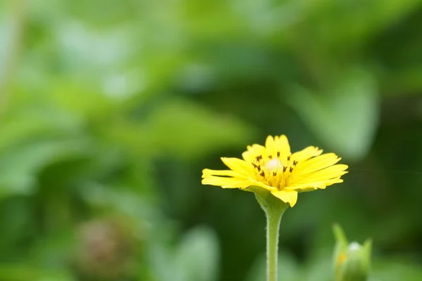 Gros Plan Fleur Couleur Poussant Plein Air — Photo