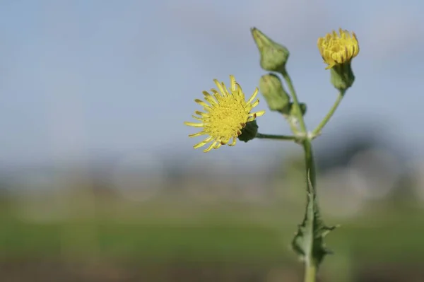 Nahaufnahme Von Farbigen Blumen Die Freien Wachsen — Stockfoto