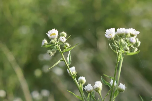 Nahaufnahme Von Farbigen Blumen Die Freien Wachsen — Stockfoto