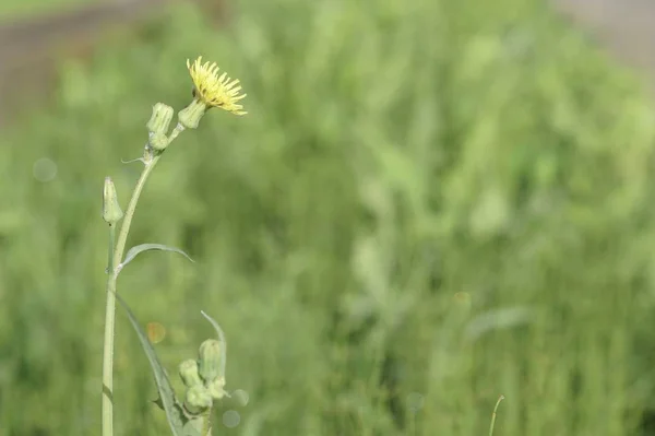 Wilder Gelber Löwenzahn Blüht Sonnigen Tagen Auf Der Sommerwiese — Stockfoto