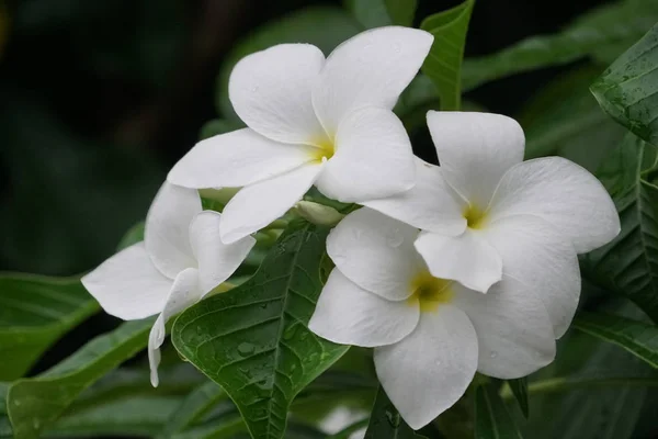 Exóticas Flores Plumeria Blanca Hermosa Creciendo Jardín Día Soleado — Foto de Stock