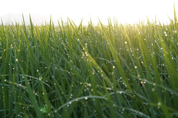 Planta Arroz Arroz Con Cáscara Campo Japón Vista Del Campo — Foto de Stock