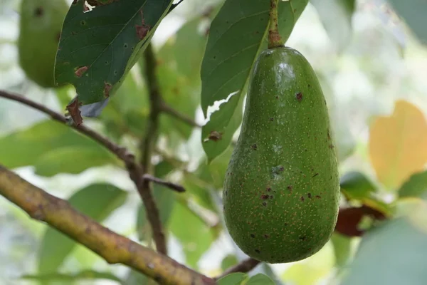 Avokado Trädgren Med Frukt Och Gröna Blad — Stockfoto