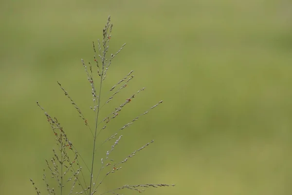 Green Grass Growing Summer Blurred Meadow Sunny Day — Stock Photo, Image