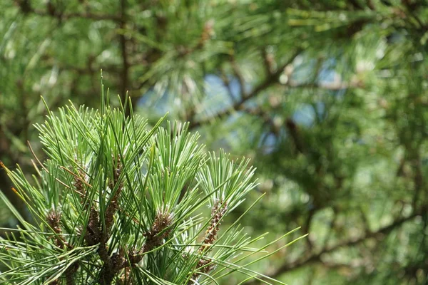 Gros Plan Plantes Vertes Avec Des Conjoints Extérieur — Photo