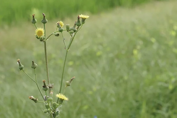 Nahaufnahme Von Farbigen Blumen Die Freien Wachsen — Stockfoto