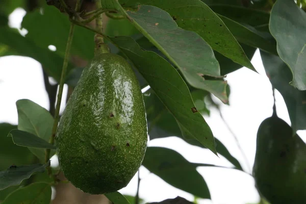 Avokado Trädgren Med Frukt Och Gröna Blad — Stockfoto