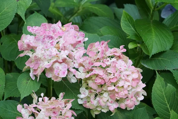 Close Color Flowers Growing Outdoor — Stock Photo, Image