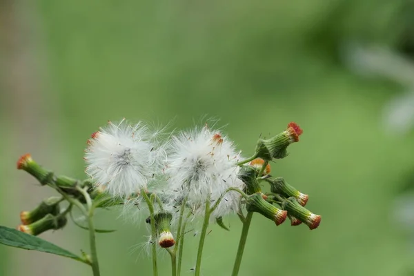 Primer Plano Flores Color Que Crecen Aire Libre Durante Día — Foto de Stock