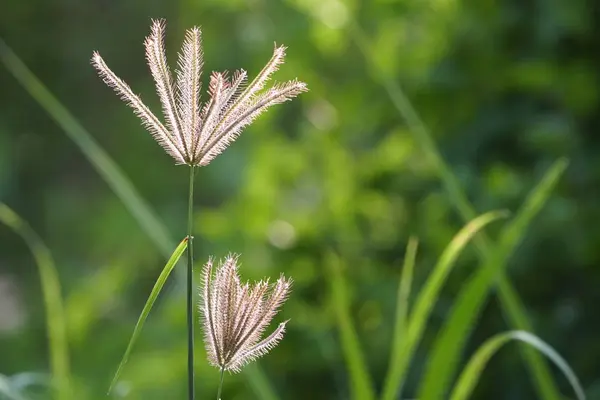 Close Green Plants Outdoors Daytime — Stock Photo, Image