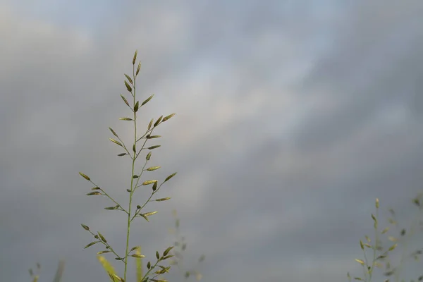 Закрытие Зеленых Растений Открытом Воздухе Дневное Время — стоковое фото