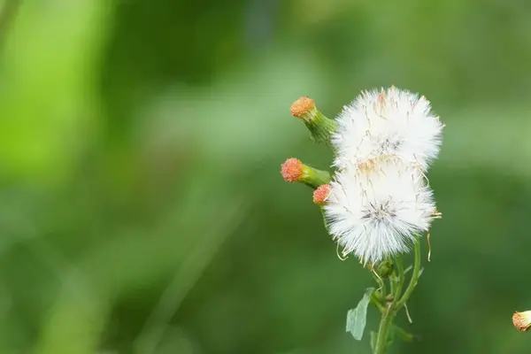 Fleurs Pissenlit Jaune Sauvage Poussant Sur Prairie Été Jour Ensoleillé — Photo