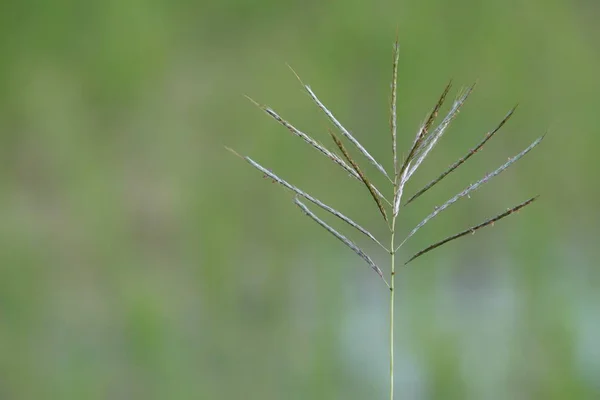 Grönt Gräs Växer Sommaren Suddig Äng Solig Dag — Stockfoto