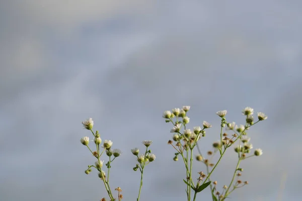 Close Color Flowers Growing Outdoor — Stock Photo, Image