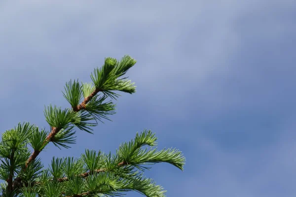 Zbliżenie Zielonych Roślin Małżonkami Zewnątrz — Zdjęcie stockowe