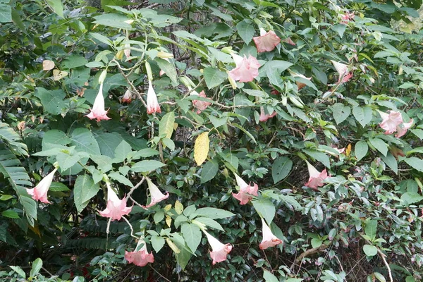 Gros Plan Fleurs Couleur Poussant Plein Air — Photo