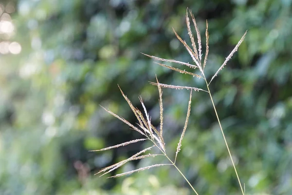 Grünes Gras Wächst Sommer Verschwommen Wiese Sonnigem Tag — Stockfoto