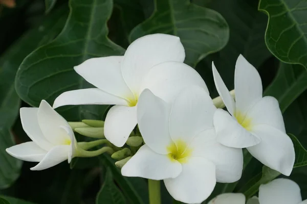 exotic white beautiful plumeria flowers growing in garden at sunny day