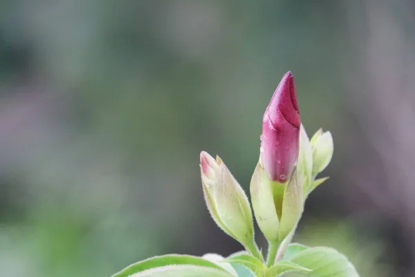 Primo Piano Fiori Colore Che Crescono All Aperto — Foto Stock