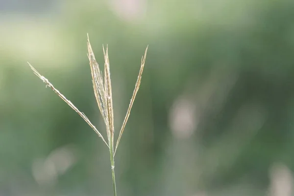 Herbe Verte Poussant Été Prairie Floue Journée Ensoleillée — Photo