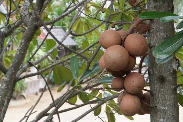 枝の上で新鮮なエキゾチックな果物の終わりのショット — ストック写真