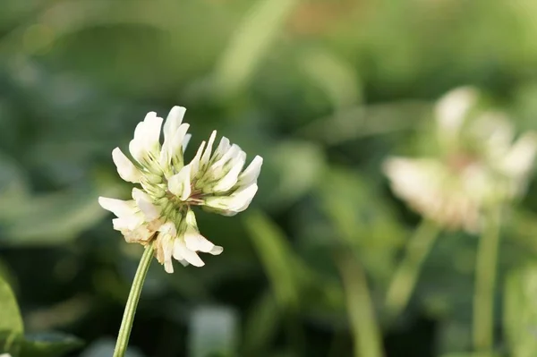 Trifolium or Trifolium repens, white clover, Dutch clover, Ladino clover, or Ladino, close up of flowers on meadow at daytime