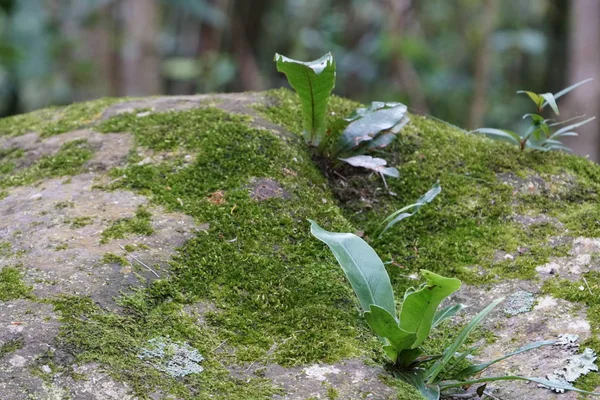 Chiusura Piante Verdi All Aperto Durante Giorno — Foto Stock