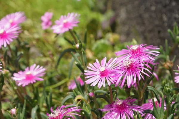 Primo Piano Fiori Colore Che Crescono All Aperto — Foto Stock