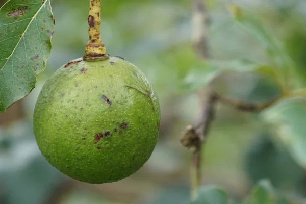 Frutas Exóticas Que Crescem Árvore Durante Dia — Fotografia de Stock