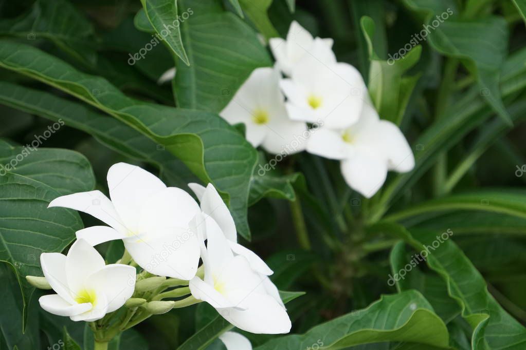 exotic white beautiful plumeria flowers growing in garden at sunny day