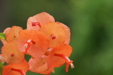Açık büyüyen renk çiçekler yakın 