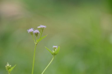 Açık büyüyen renk çiçekler yakın 