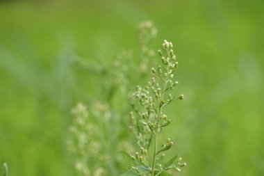 yeşil çim güneşli bir günde yaz bulanık çayır büyüyen