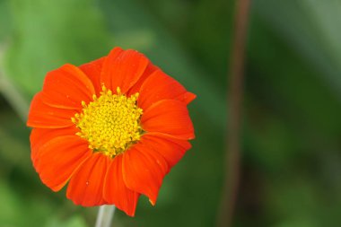 Açık büyüyen renk çiçeği yakın 