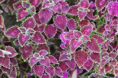 renk bitkiler yakın yukarı gündüz yaprakları 