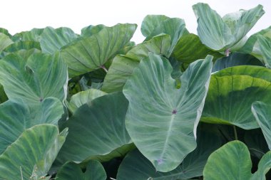 gündüz açık havada yeşil bitkilerin yakın 