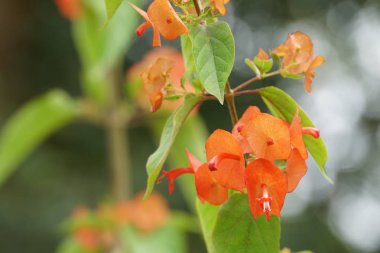 Açık büyüyen renk çiçekler yakın 