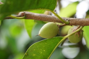 verim gündüz büyüyen meyve ağacının yakın 