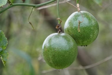 verim gündüz büyüyen meyve ağacının yakın 