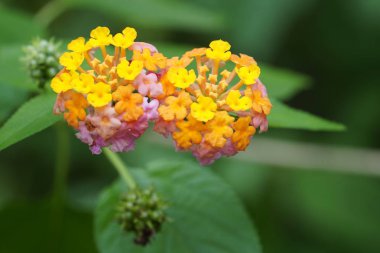 Açık büyüyen renk çiçekler yakın 