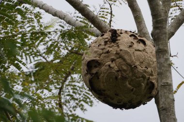 ağaç dalı üzerinde termit yuva yakın 
