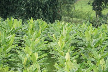 gündüz tarım alanının görünümü