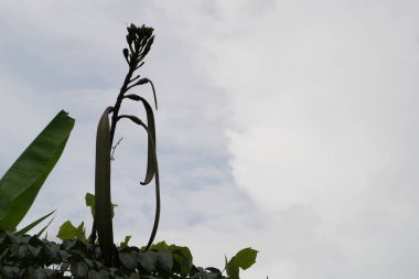 gündüz açık havada yeşil bitkilerin yakın 