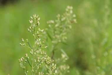 yeşil çim güneşli bir günde yaz bulanık çayır büyüyen