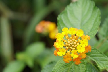 Açık büyüyen renk çiçekler yakın 