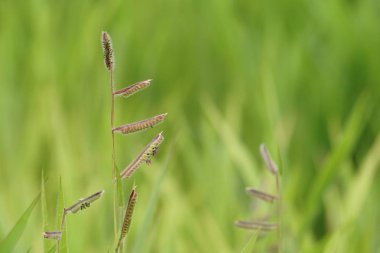 yeşil çim güneşli bir günde yaz bulanık çayır büyüyen