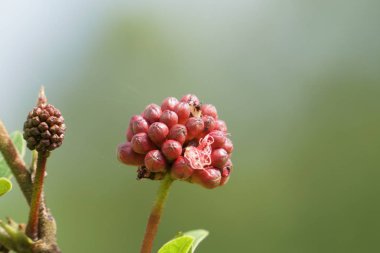 Açık büyüyen renk çiçekler yakın 
