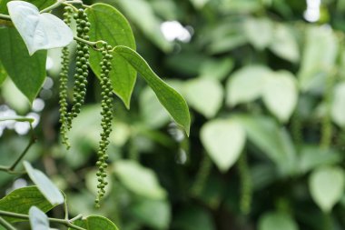 gündüz açık havada yeşil bitkilerin yakın 