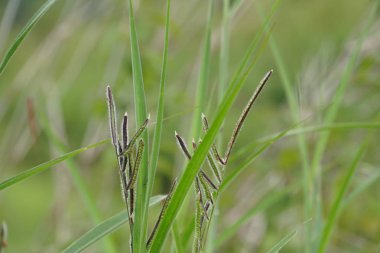 yeşil çim güneşli bir günde yaz bulanık çayır büyüyen